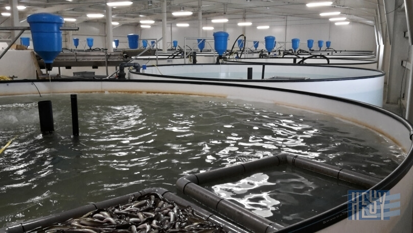 BG FISH | HESY Aquaculture