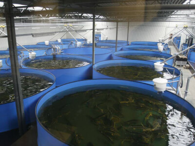 Anna Dutch Caviar | HESY Aquaculture